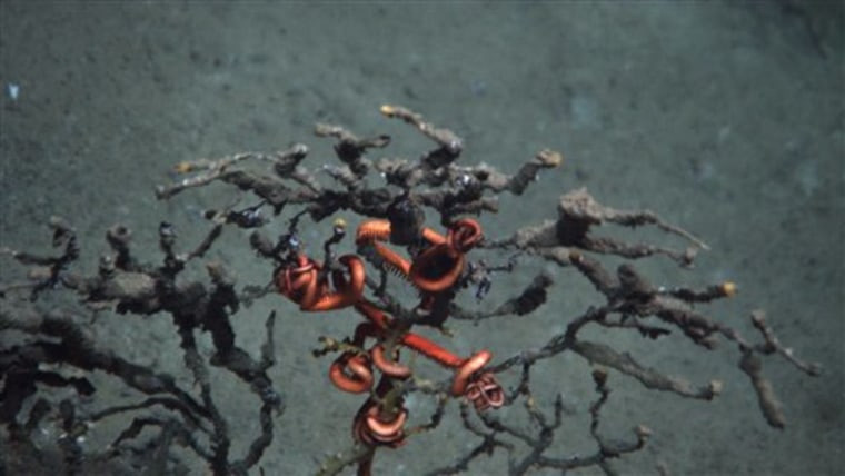 This October 2010 photo provided by Penn State University shows the arms of a brittle starfish, red in color, clinging to coral damaged by the Macondo well in the Gulf of Mexico. 